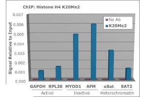 Chromatin Immunoprecipitation of Rabbit Anti-Histone H4 [Dimethyl Lys20] Antibody.