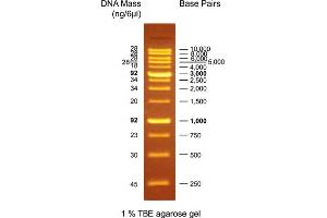 Agarose Gel Electrophoresis (AGE) image for OneMARK B DNA Ladder (ABIN2868516) (OneMARK B DNA Ladder)