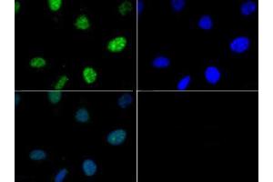 Immunofluorescence of Rabbit Anti-Histone H3 [p Thr6] Antibody. (Histone 3 antibody  (pThr6))