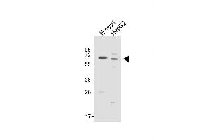 All lanes : Anti-ASPG Antibody (Center) at 1:1000 dilution Lane 1: Human heart lysate Lane 2: HepG2 whole cell lysate Lysates/proteins at 20 μg per lane.
