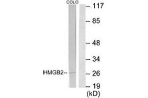 Western blot analysis of extracts from COLO205 cells, using HMGB2 Antibody. (HMGB2 antibody  (AA 131-180))