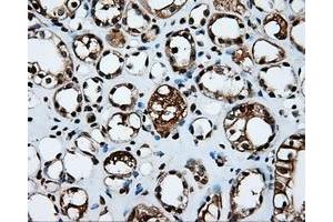 Image no. 14 for anti-Amyloid beta (A4) Precursor Protein (APP) antibody (ABIN1496877) (APP antibody)