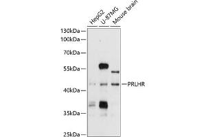 Western blot analysis of extracts of various cell lines, using PRLHR antibody (ABIN6128574, ABIN6146222, ABIN6146223 and ABIN6214749) at 1:1000 dilution. (PRLHR antibody  (AA 1-70))