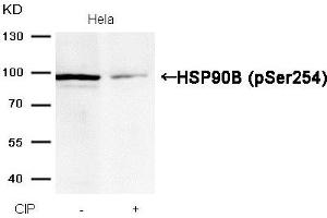 Western blot analysis of extracts from Hela cells, treated with calf intestinal phosphatase (CIP), using HSP90B (Phospho-Ser254) Antibody. (HSP9AB1 (pSer254) antibody)
