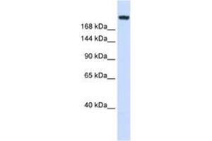 Image no. 1 for anti-Laminin, gamma 1 (LAMC1) (AA 792-841) antibody (ABIN6744255) (Laminin gamma 1 antibody  (AA 792-841))