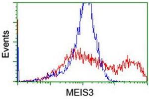 Image no. 2 for anti-Meis Homeobox 3 (MEIS3) (AA 1-261) antibody (ABIN1490669) (MEIS3 antibody  (AA 1-261))