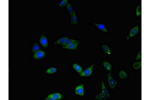 Immunofluorescent analysis of HepG2 cells using ABIN7147837 at dilution of 1:100 and Alexa Fluor 488-congugated AffiniPure Goat Anti-Rabbit IgG(H+L) (BHLHE40 antibody  (AA 184-302))