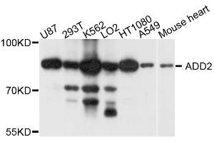 Western blot analysis of extracts of various cell lines, using ADD2 antibody (ABIN5996233) at 1/1000 dilution. (ADD2 antibody)