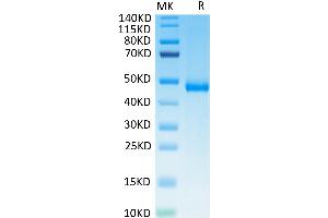Biotinylated Human KIR3DL3 on Tris-Bis PAGE under reduced condition. (KIR3DL3 Protein (His-Avi Tag,Biotin))