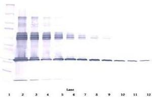 Image no. 2 for anti-Colony Stimulating Factor 1 (Macrophage) (CSF1) antibody (ABIN465551) (M-CSF/CSF1 antibody)