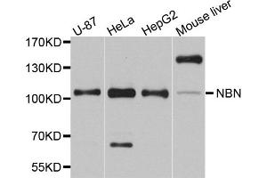 Western blot analysis of extracts of various cell lines, using NBN antibody. (Nibrin antibody)