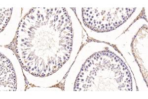 Detection of KNT1 in Rat Testis Tissue using Monoclonal Antibody to T-Kininogen 1 (KNT1) (KNG1 antibody  (AA 378-430))