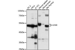 Western blot analysis of extracts of various cell lines, using LYAR antibody  at 1:1000 dilution. (LYAR antibody  (AA 10-160))