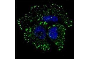 Fluorescent confocal image of MCF7 cells stained with phos-ERBB2 antibody at 1;100. (ErbB2/Her2 antibody  (pTyr1127))