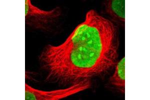 Immunofluorescence of U-2 OS cell line with SUB1 polyclonal antibody  shows positivity in nucleus and nucleoli. (SUB1 antibody)