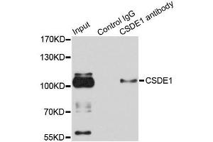 Immunoprecipitation analysis of 100ug extracts of HeLa cells using 3ug CSDE1 antibody.