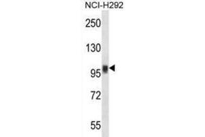 Western Blotting (WB) image for anti-Nuclear Factor of Activated T-Cells, Cytoplasmic, Calcineurin-Dependent 1 (NFATC1) antibody (ABIN2997610)