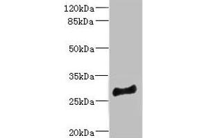 Western blot All lanes: MLF1 antibody at 4. (MLF1 antibody  (AA 1-268))
