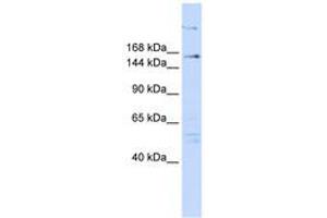 Image no. 1 for anti-Arginine-Glutamic Acid Dipeptide (RE) Repeats (RERE) (N-Term) antibody (ABIN6740568) (RERE antibody  (N-Term))
