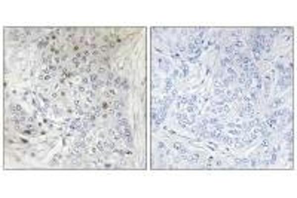 MafF antibody