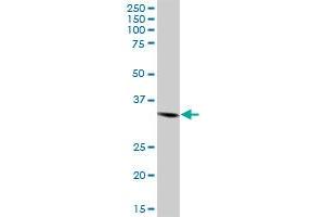 STX4A MaxPab polyclonal antibody. (Syntaxin 4 antibody  (AA 1-297))