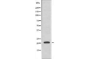 Western blot analysis of extracts from HepG2 cells, using MRPL41 antibody. (MRPL41 antibody  (C-Term))