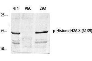 Western Blot (WB) analysis of specific cells using Phospho-Histone H2A. (H2AFX antibody  (pSer139))