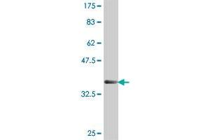 Western Blot detection against Immunogen (37. (EIF3E antibody  (AA 346-445))