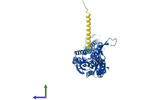 AlphaFold protein structure predicition of Human Recombinant SARS1 Protein, UniprotID P49591 (Seryl-tRNA Synthetase (SARS) (AA 1-514) protein (His tag))