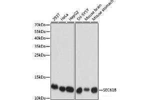 Western blot analysis of extracts of various cell lines using SEC61B Polyclonal Antibody at dilution of 1:1000. (SEC61B antibody)