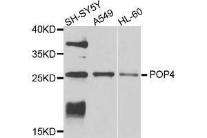 Western blot analysis of extracts of various cell lines, using POP4 antibody. (RPP29 antibody)