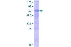 SLC26A5 Protein (AA 1-447) (GST tag)