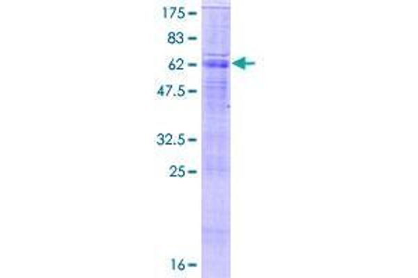 SLC26A5 Protein (AA 1-447) (GST tag)