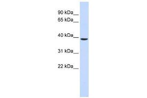 C2orf60 antibody used at 0. (C2orf60 antibody  (Middle Region))