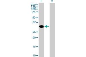 CENPH antibody  (AA 1-247)