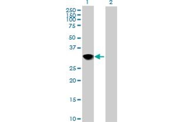 CENPH antibody  (AA 1-247)