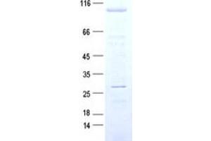 Validation with Western Blot (IPO13 Protein (DYKDDDDK Tag))
