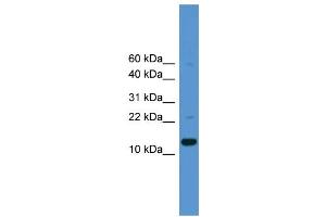 Western Blotting (WB) image for anti-Caspase 1 (CASP1) (Middle Region) antibody (ABIN2787901)
