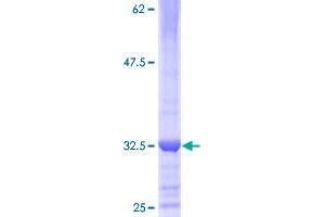 Zinc Finger Protein 789 (ZNF789) (AA 1-62) protein (GST tag)