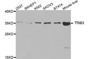 Western blot analysis of extracts of various cell lines, using TRIB3 antibody (ABIN5975258) at 1/1000 dilution. (TRIB3 antibody)