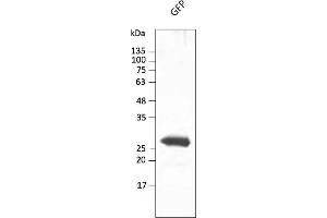 Western Blotting (WB) image for anti-Green Fluorescent Protein (GFP) antibody (DyLight 488) (ABIN7273060) (GFP antibody  (DyLight 488))