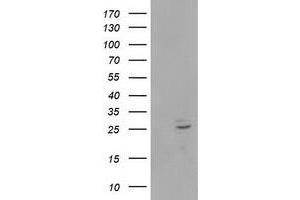 Image no. 1 for anti-Polymerase (RNA) II (DNA Directed) Polypeptide E, 25kDa (POLR2E) antibody (ABIN1500335)