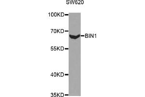 Western blot analysis of extracts of SW620 cells, using BIN1 antibody. (BIN1 antibody)