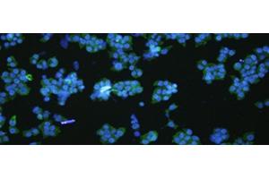 Immunofluorescence analysIs of NCCIT cell using VNN1 Polyclonal Antibody at dilution of 1:100