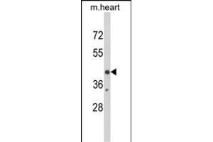 Western blot analysis of EGR3 Antibody (Center) (ABIN390744 and ABIN2841009) in mouse heart tissue lysates (35 μg/lane).