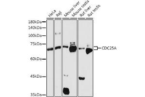 Western blot analysis of extracts of various cell lines, using CDC25A antibody (ABIN3021625, ABIN3021626, ABIN3021627 and ABIN6215426) at 1:1000 dilution. (CDC25A antibody  (AA 235-484))
