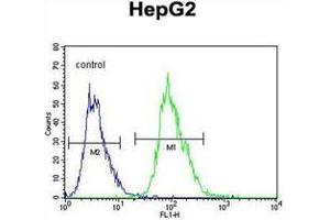 Flow cytometric analysis of HepG2 cells using OR4K5 Antibody (C-term) Cat.