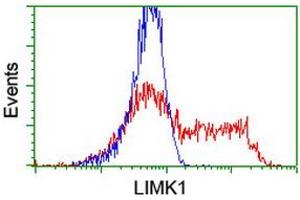 Image no. 3 for anti-LIM Domain Kinase 1 (LIMK1) antibody (ABIN1499144) (LIM Domain Kinase 1 antibody)