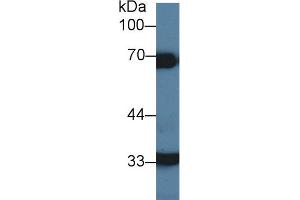 Detection of HCII in Porcine Liver lysate using Polyclonal Antibody to Heparin Cofactor II (HCII) (SERPIND1 antibody  (AA 276-499))