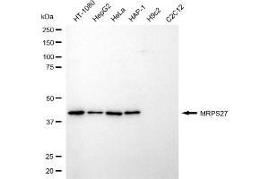 Western blotting analysis using MRPS27 antibody (ABIN7799435). (MRPS27 antibody)